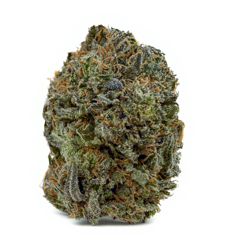 407-PINK-SNOOP-DOG.jpg